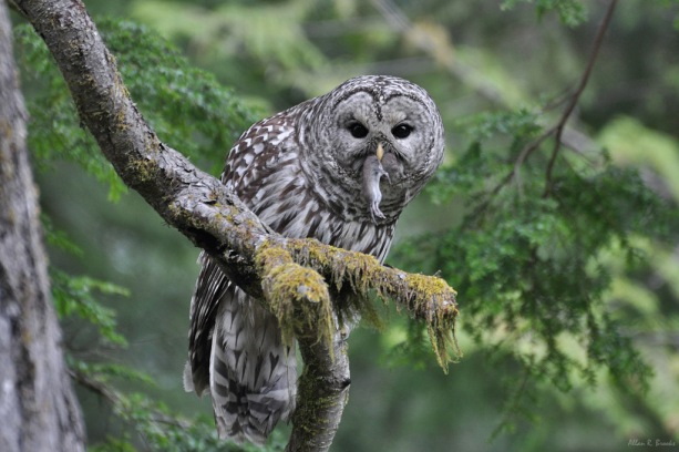 Barred Owl DSC_1551